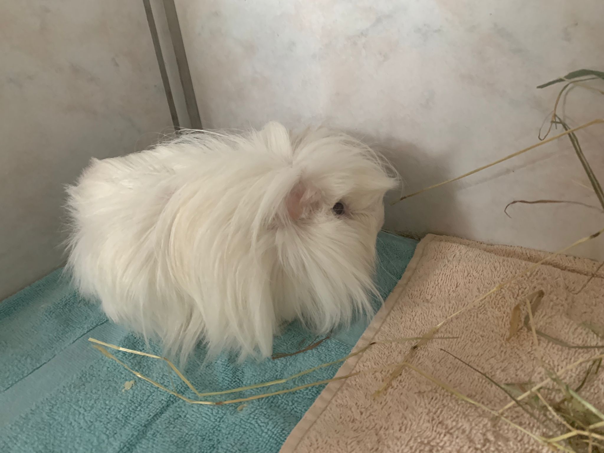 Zugelaufen – Meerschweinchen in Giesen an der Grundschule