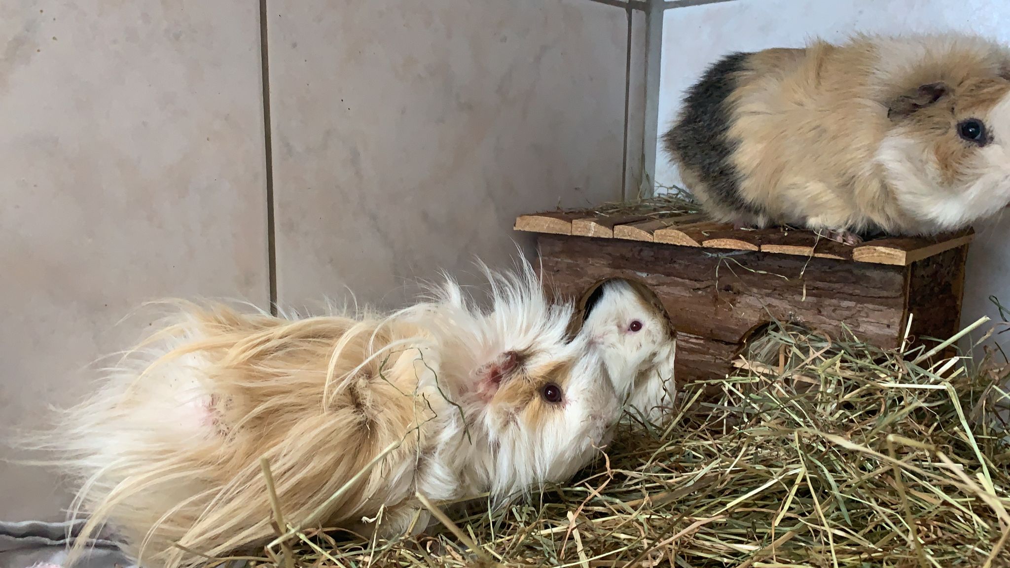 Zugelaufen – 4 Meerschweinchen in Oedelum