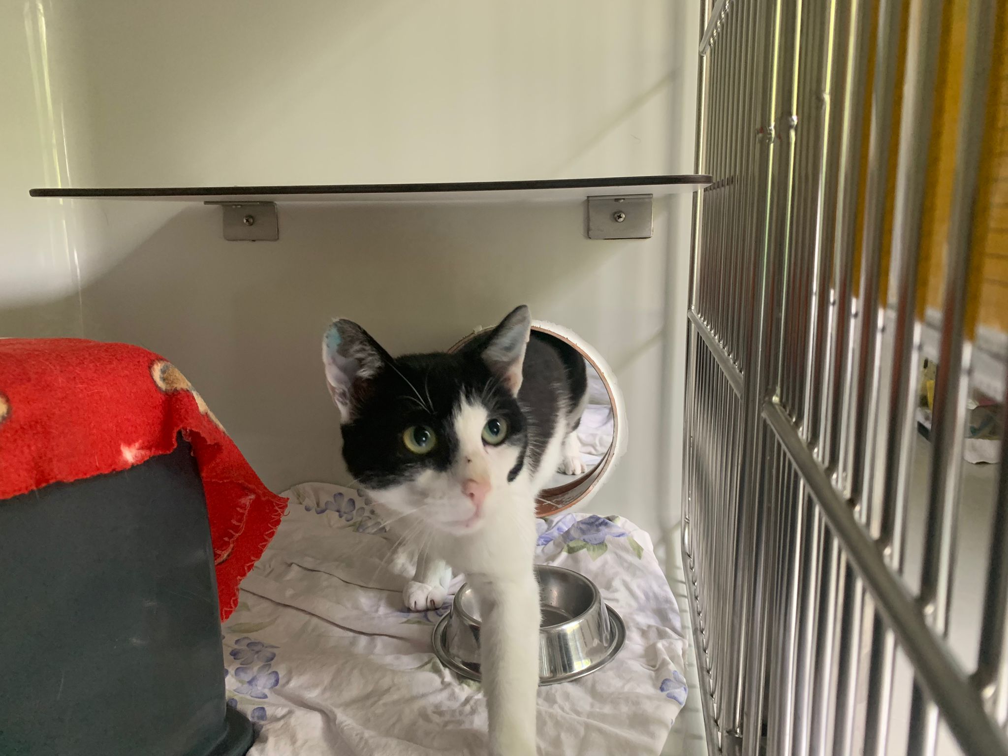 Zugelaufen – Kater in Achtum