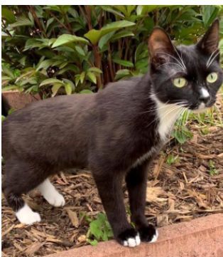 Vermisst – Kater Ron aus Gehrden