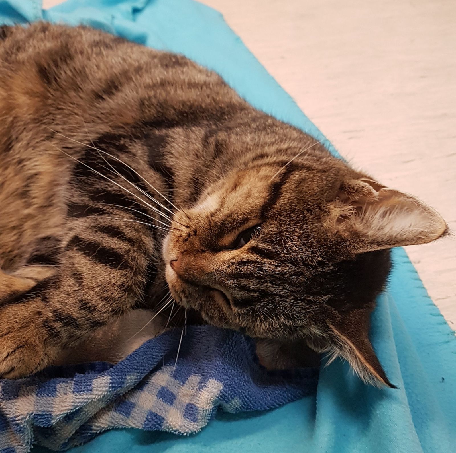 Zugelaufen – Tote Katze in der Kurt-Schumacher Strasse in Hildesheim