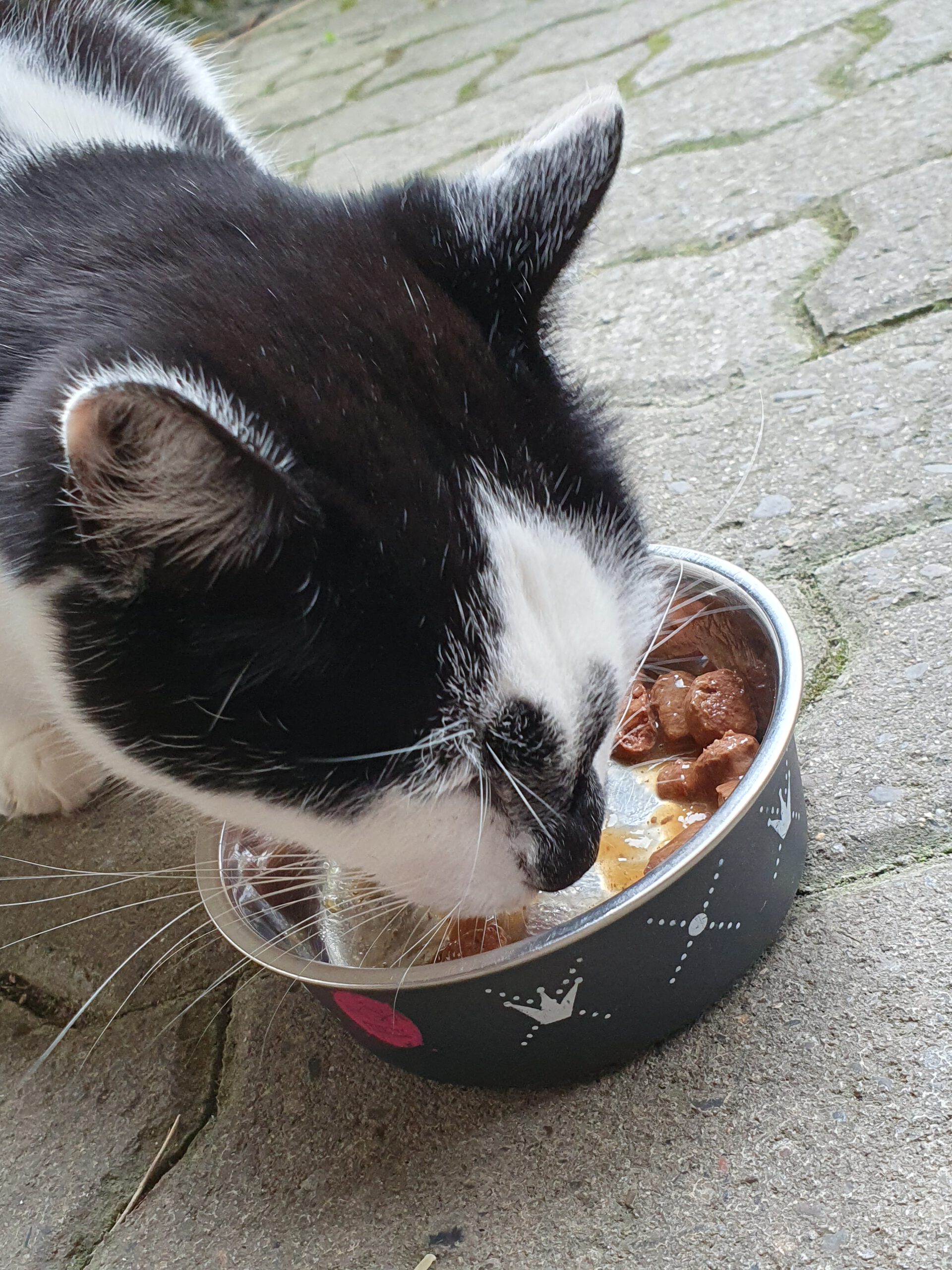 Zugelaufen – Kater in Wrisbergholzen