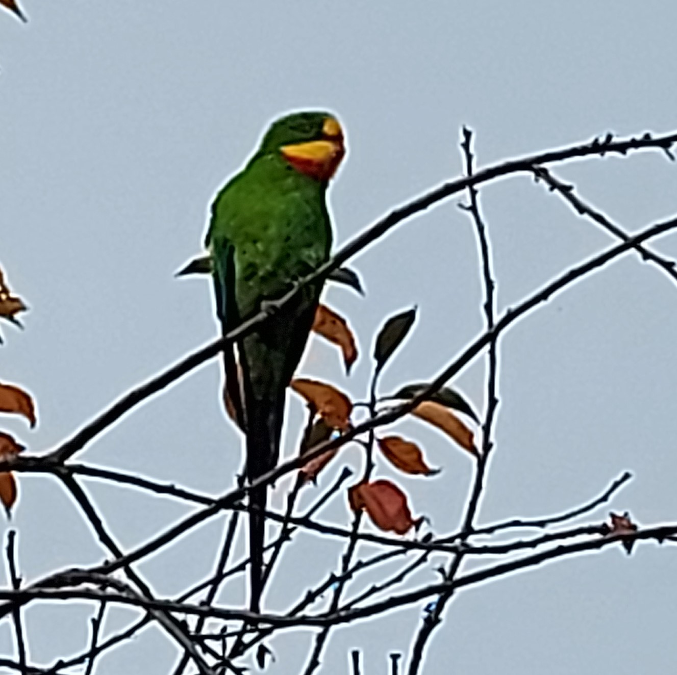 Zugelaufen – Zwergpapagei in Giesen