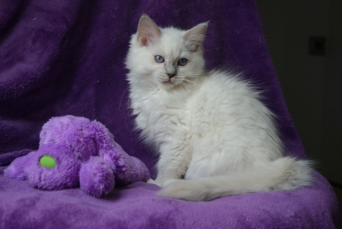 Vermisst – Katze Djena aus Hildesheim