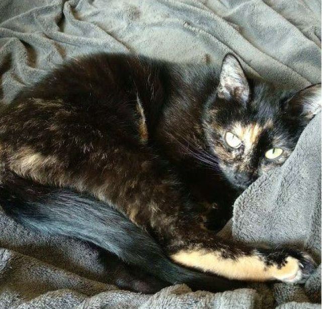 Vermisst  – Katze Enki aus Elze