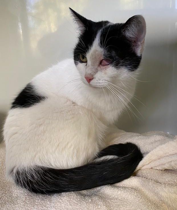 Zugelaufen – Katze in der Wiesenstrasse Hildesheim