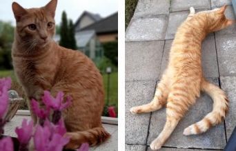 Vermisst – Kater Gimli aus Hildesheim