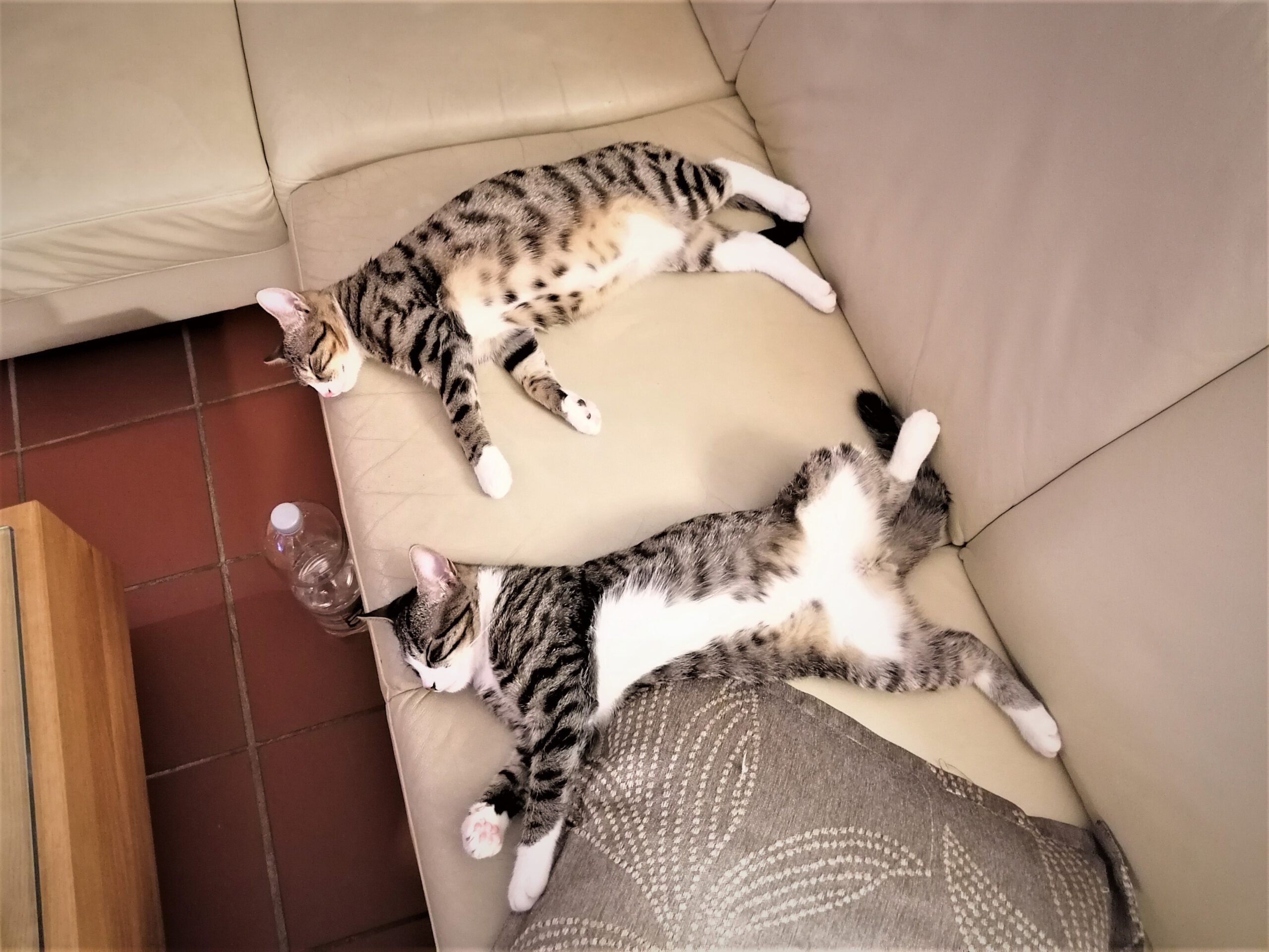 Neues Zuhause – Unsere kleinen Kater Uriel und Tiberius (Amandiel) grüßen