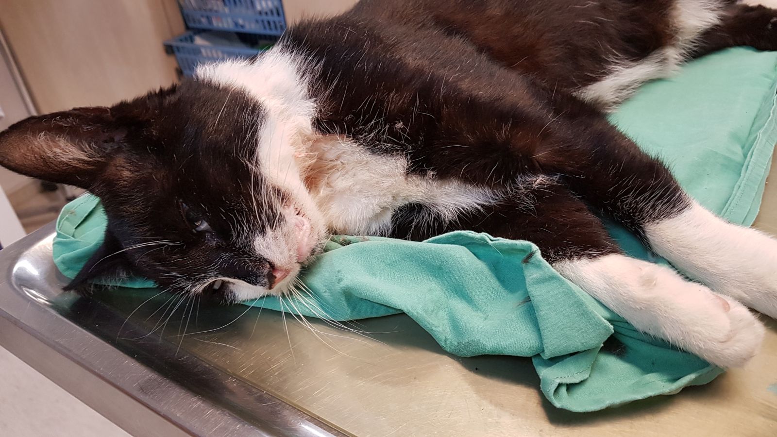 Zugelaufen – Kater im Krähenberg