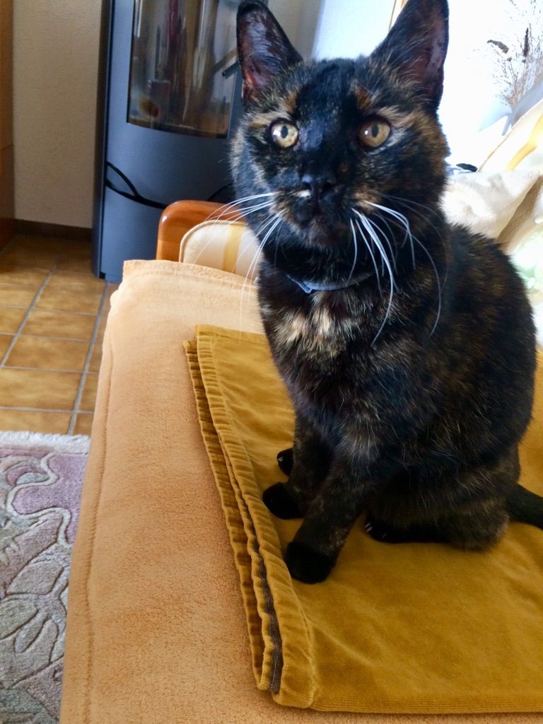 Vermisst – Katze Luna aus Söhlde