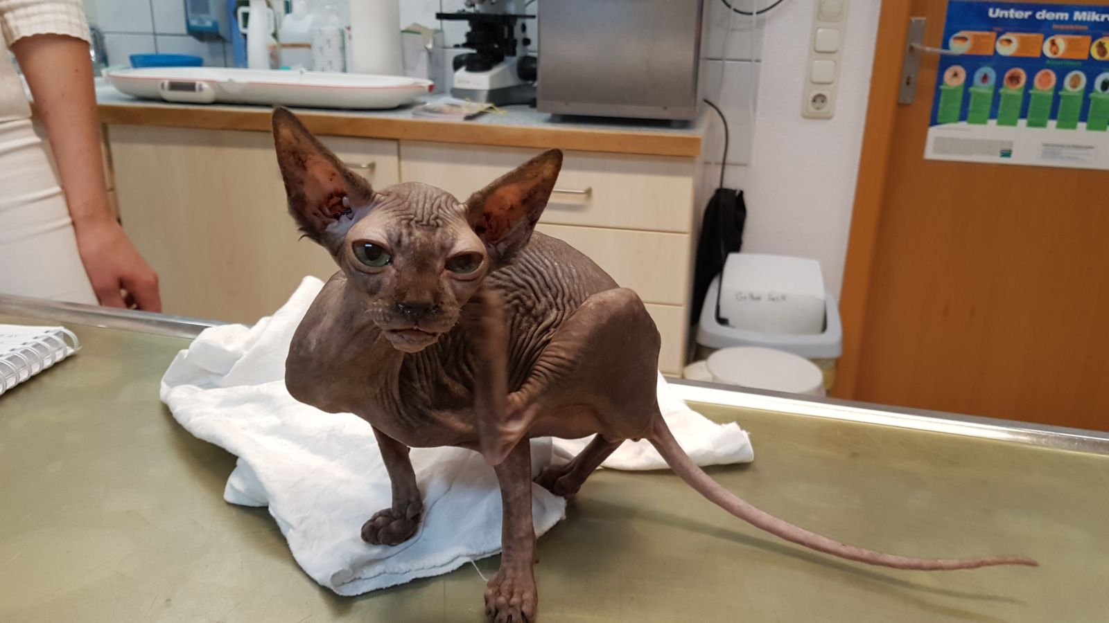 Zugelaufen – Nacktkatzenkind an einem Container gefunden