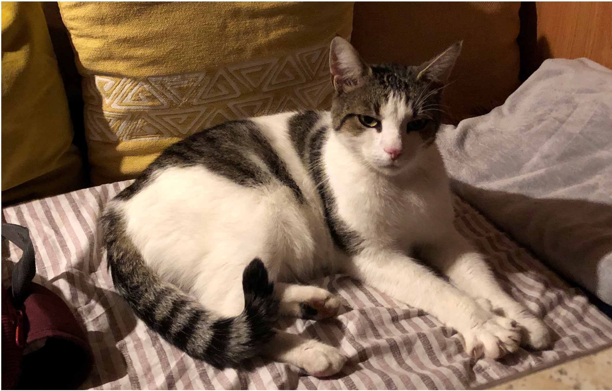 Vermisst – Kater Pepe zwischen Goslar und Hildesheim