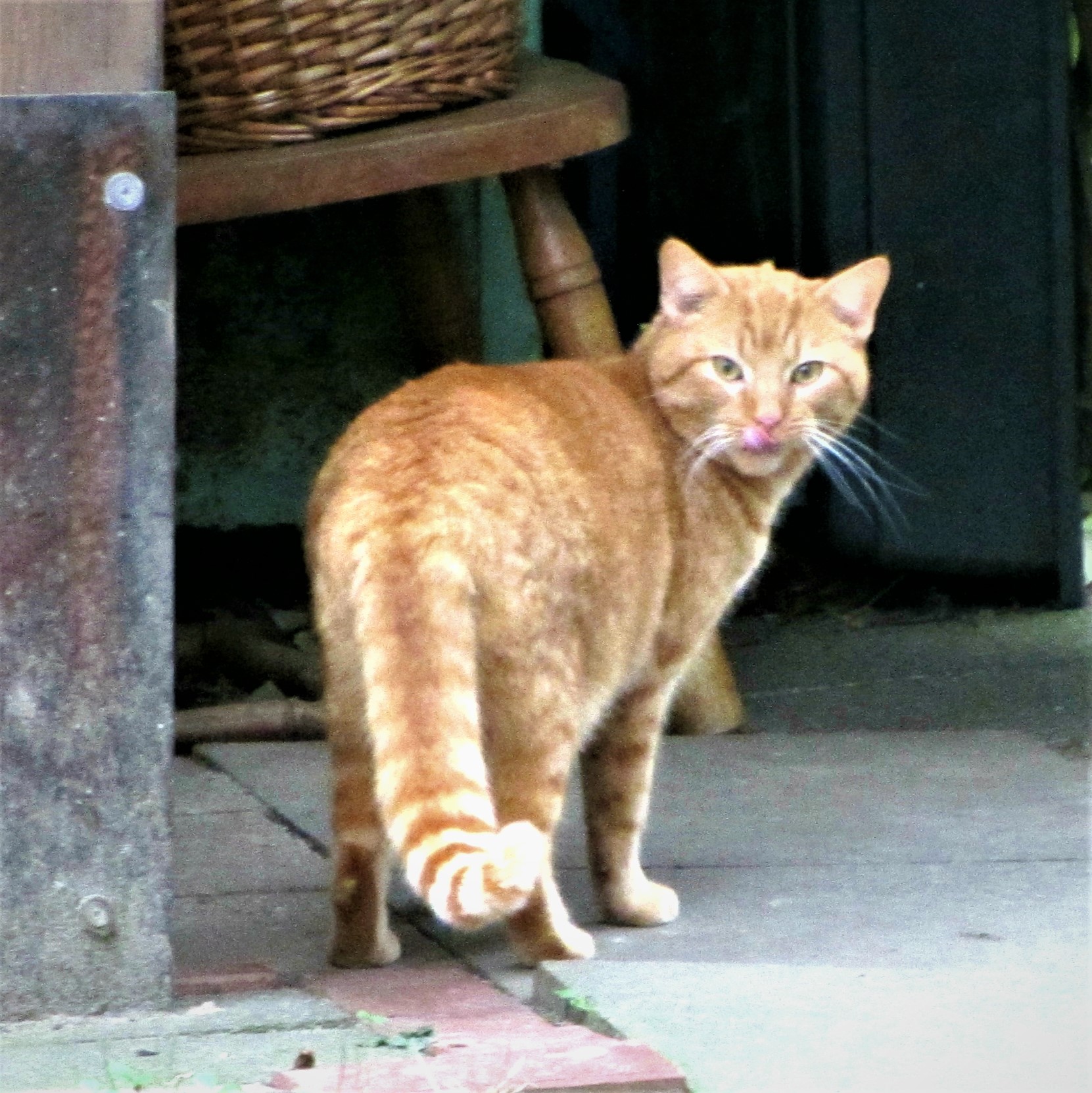Katzenwiesenkatze Spiky