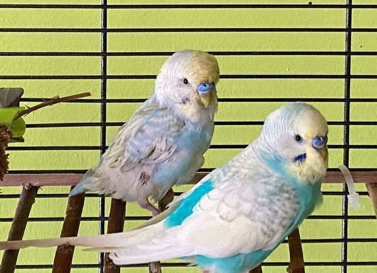 Neues Zuhause – behinderter Wellensittich ist im Paradies angekommen