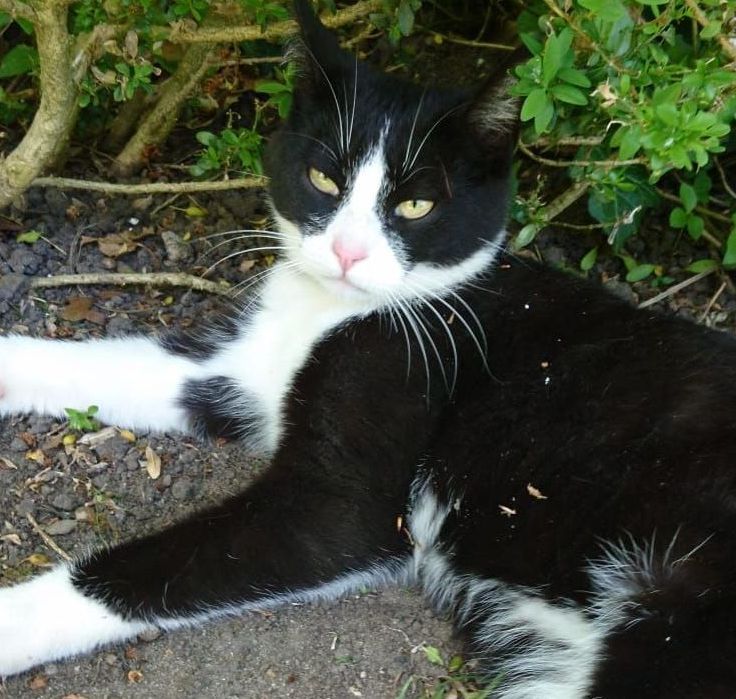 Vermisst – Kater Rio aus Hannover Ricklingen