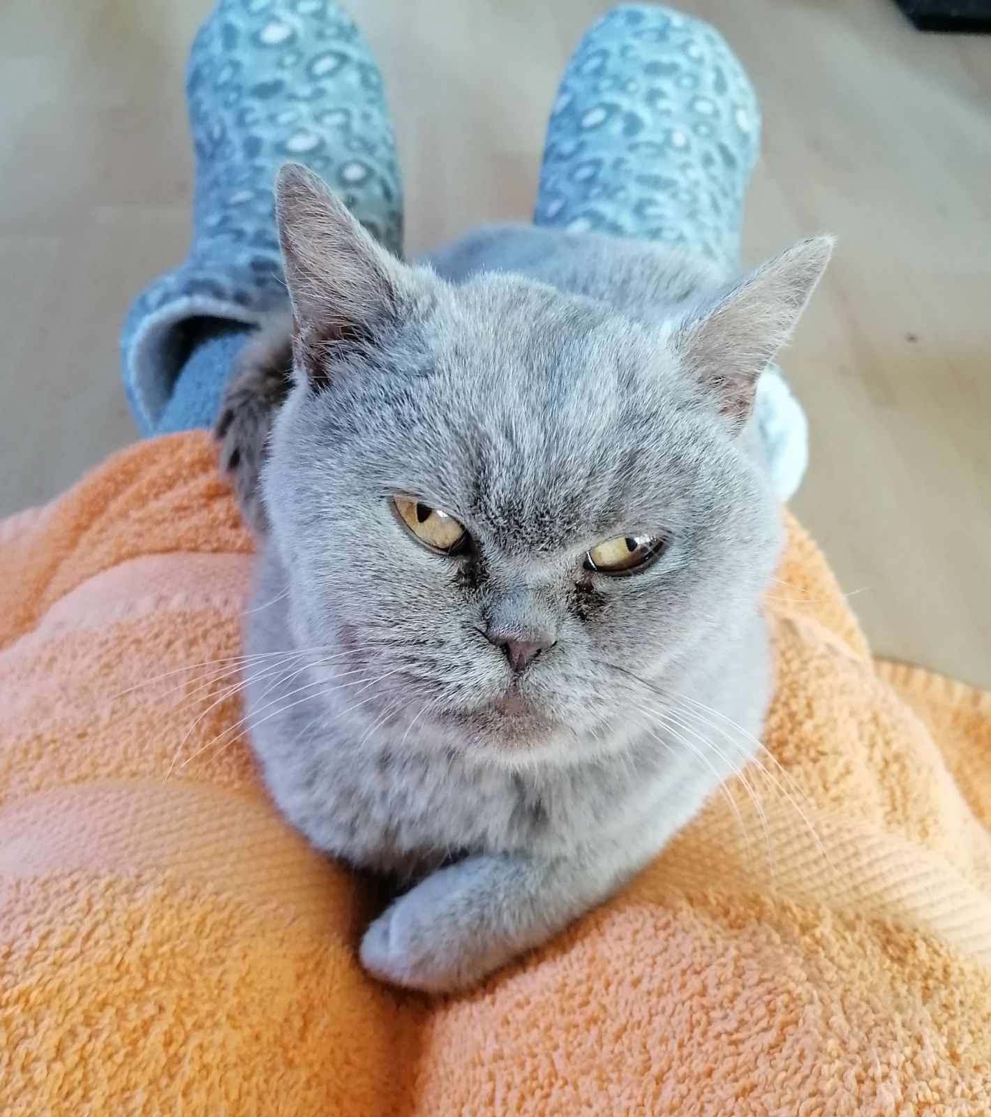 Zugelaufen – Katze in Alferde bei Springe