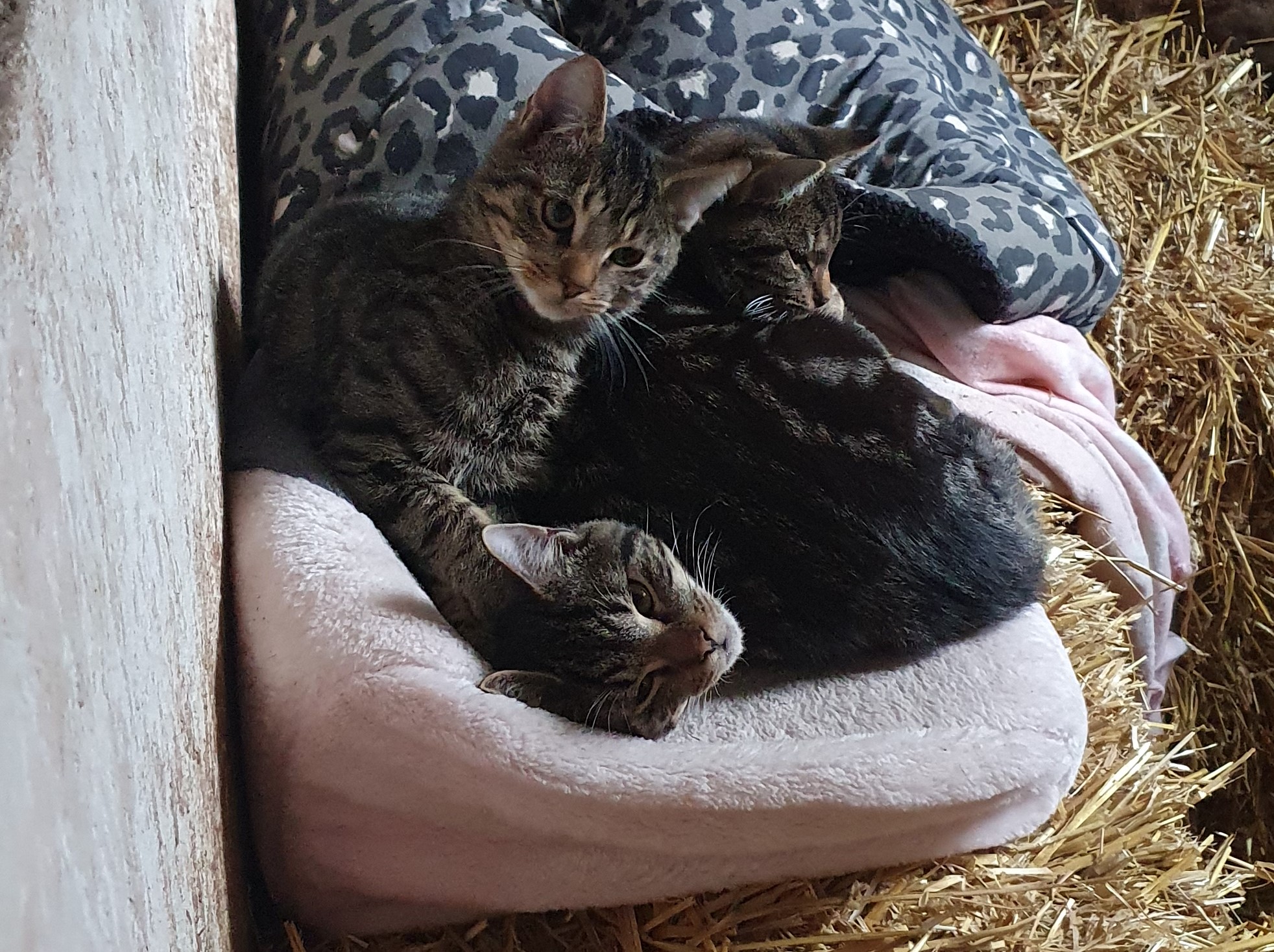 Neues Zuhause – Odin (Eskel), Ben-Hur (Gerald von Riva) und Plattikat (Lambert)  grüßen