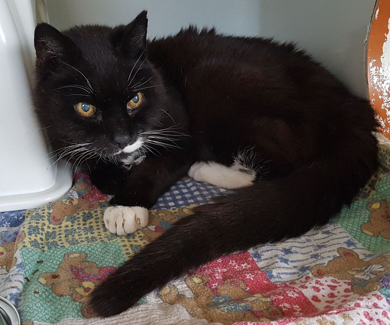 Zugelaufen – älterer Kater in Garbolzum