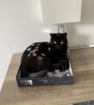 Vermisst -Kater Schrödi aus Schellerten