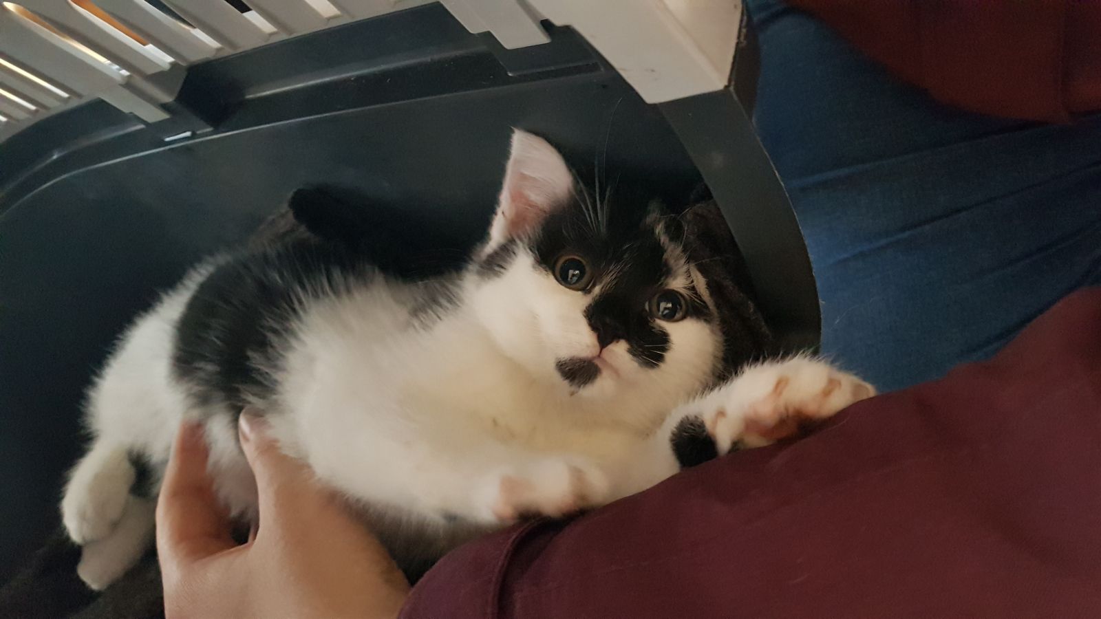 Zugelaufen – Wer kennt dieses Katzenkind