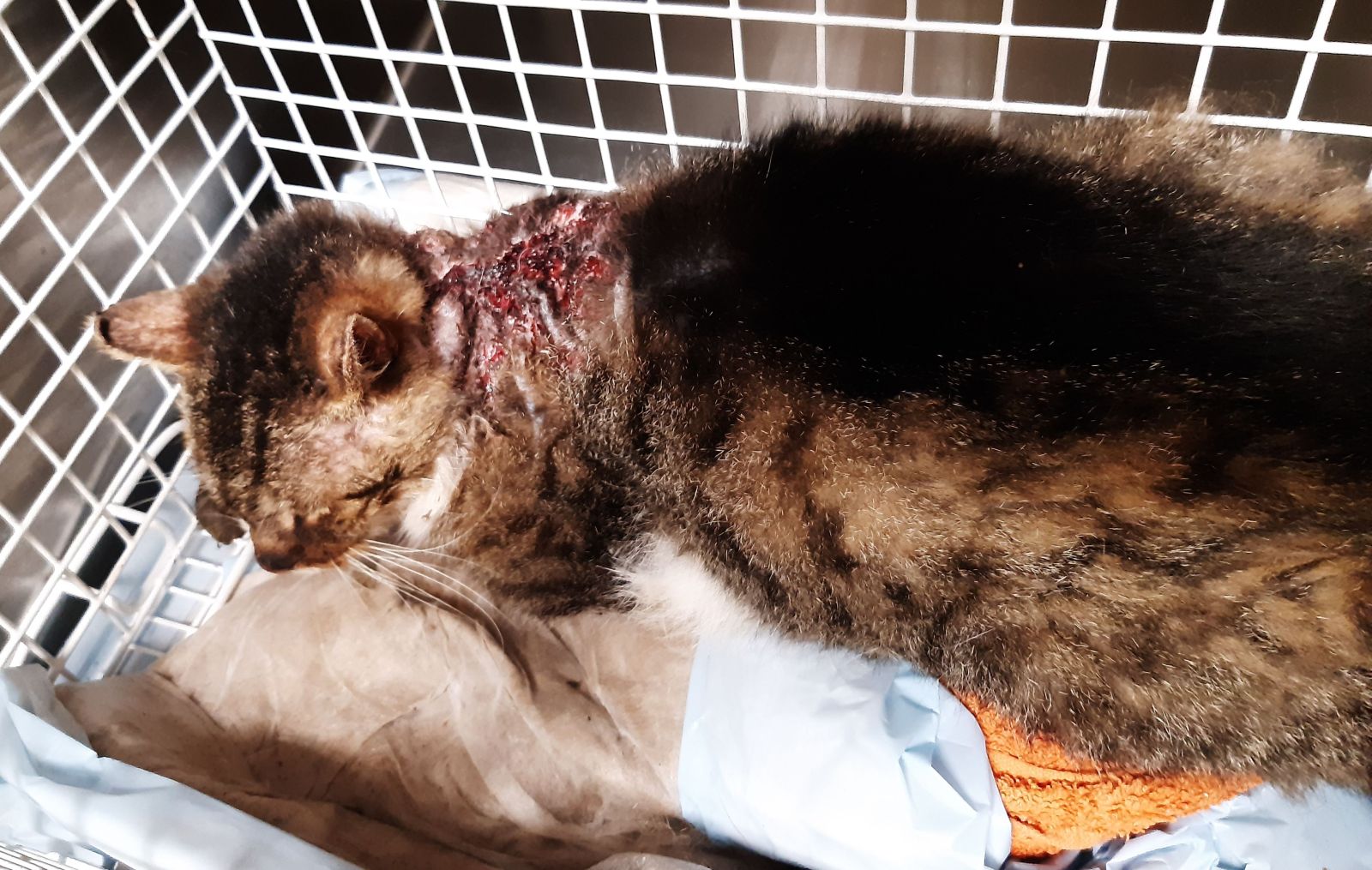 Zugelaufen – Fundkater aus Groß Lobke mit großer Nackenwunde
