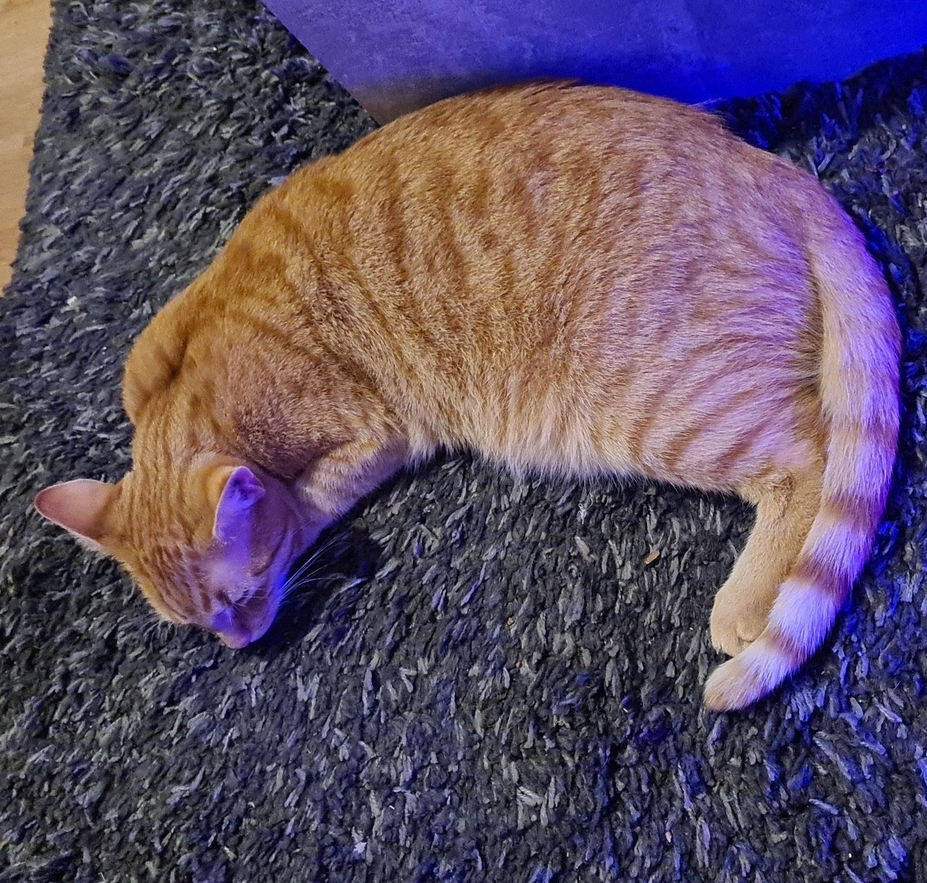 Vermisst – Kater Garfield aus der Oststadt