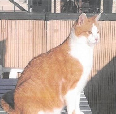 Vermisst – Kater Kuki aus Hildesheim-Galgenberg
