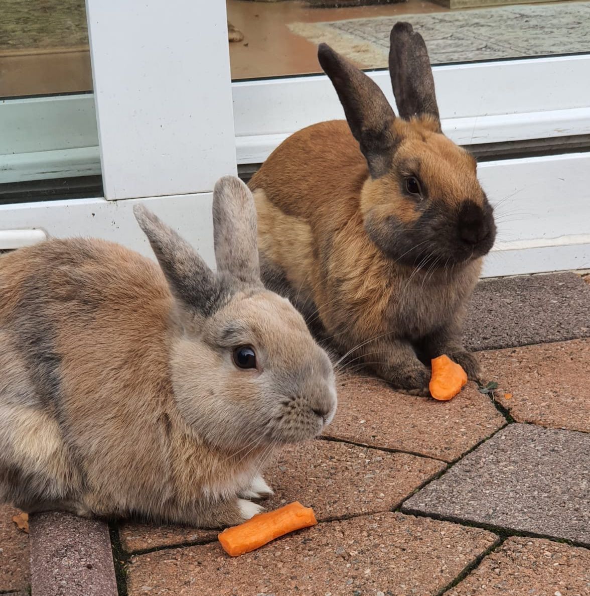 Vermisst – Kaninchenbock Magi aus Sarstedt/Sonnenkamp