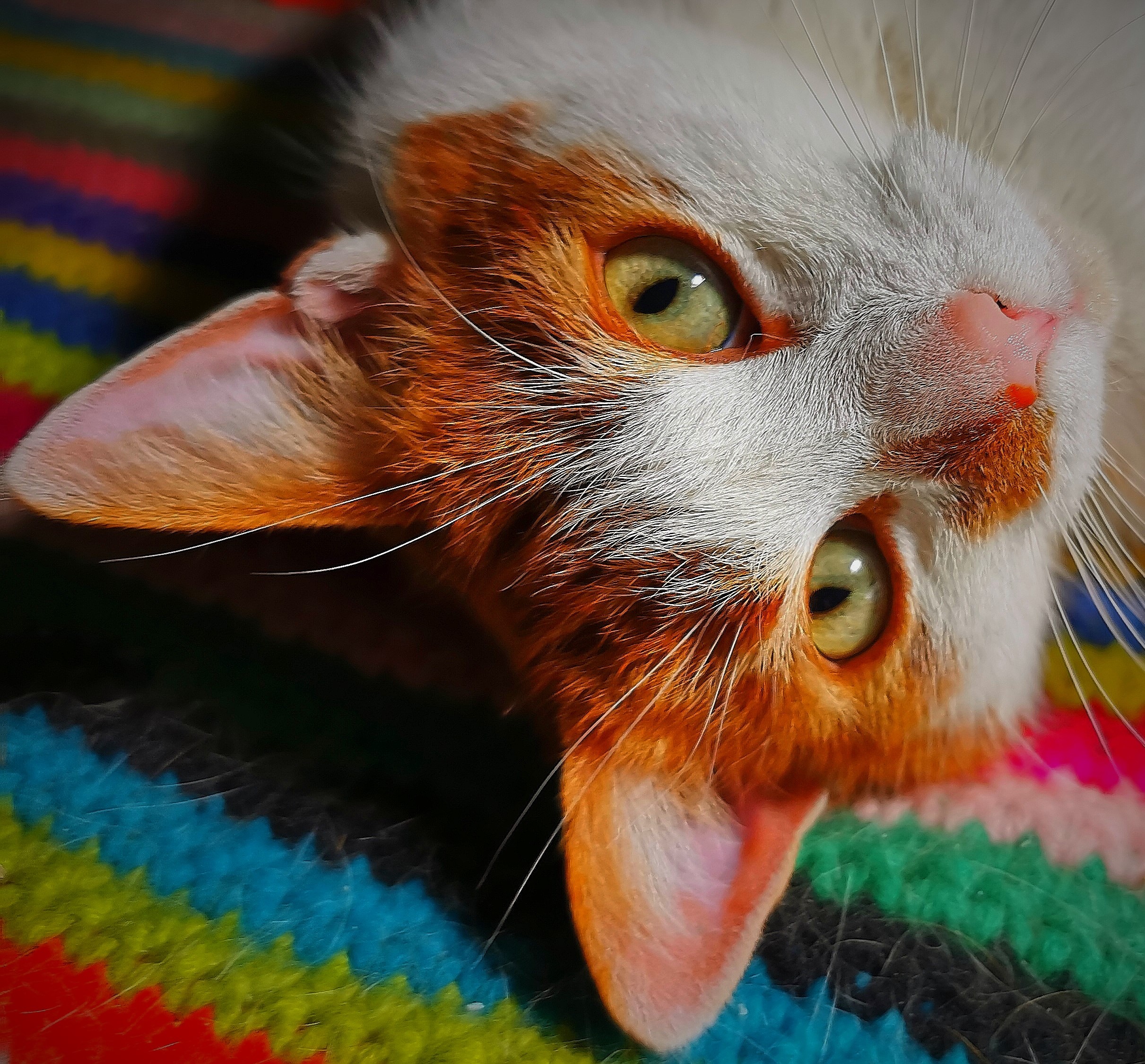 Neues Zuhause – Stubentiger Ruby grüßt zum 3. Advent