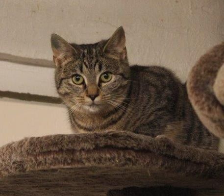 Katzenwiesenkatze Smilla