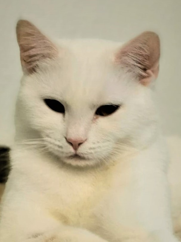 Neues Zuhause – Katze Susann grüßt herzlich