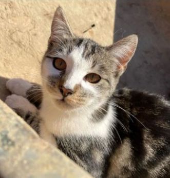 Vermisst – Katze Lilly und Anton aus Hildesheim