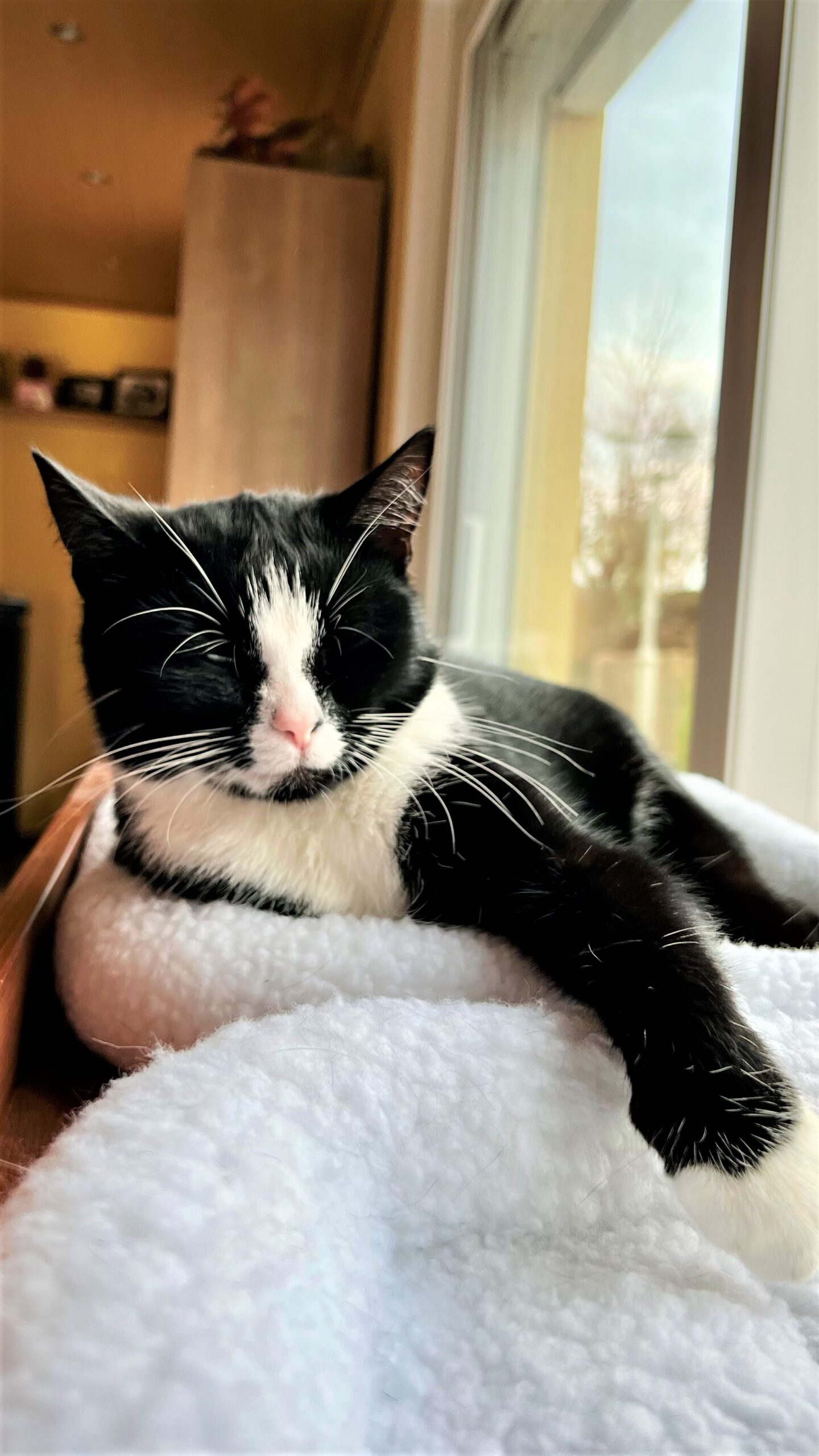 Neues Zuhause – Stubentiger Cleo und Frieda grüßen