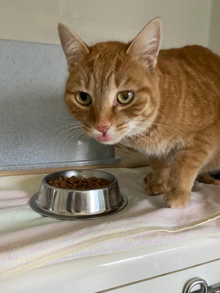 Zugelaufen – rote weibliche Katze aus Harsum