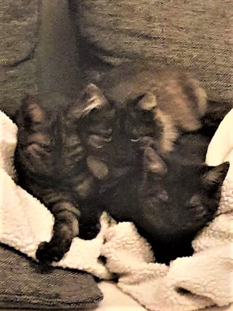 Neues Zuhause – Drei Katzen grüßen herzlich