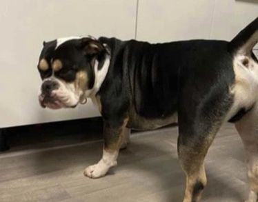 Vermisst – Hund Gustav aus Springe