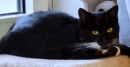 Vermisst – Katze Hilla aus Nordstemmen