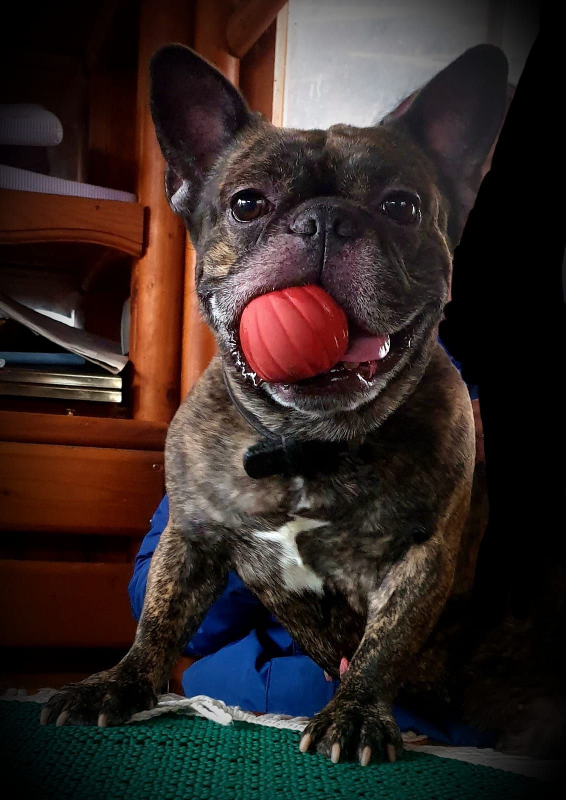 Französische Bulldogge Joker