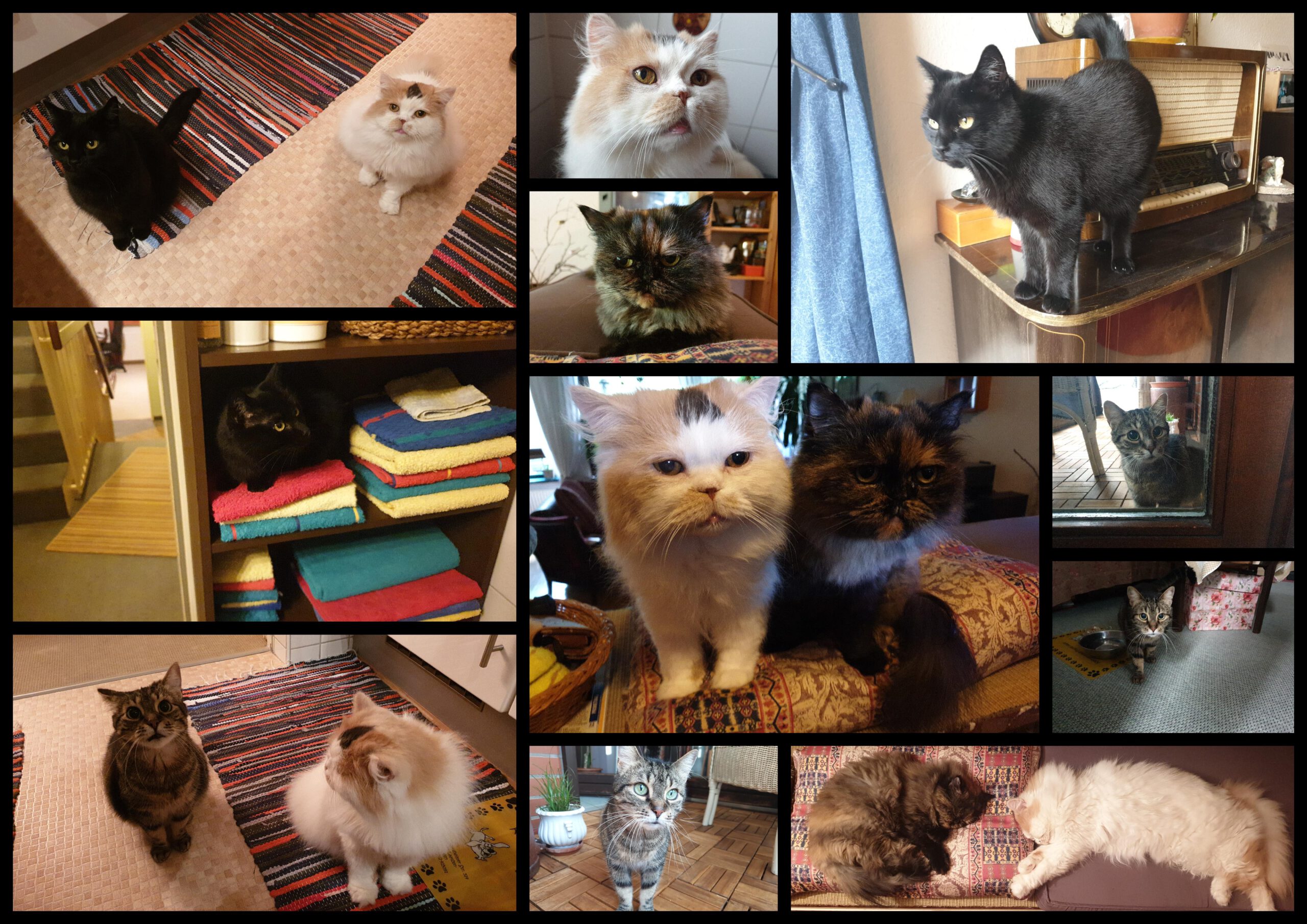 Neues Zuhause – Samtpfoten Morle, Paul, Lizbeth und Luna grüßen glücklich