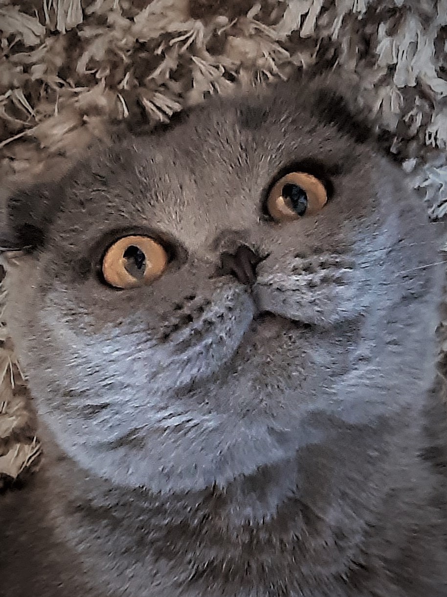 Neues Zuhause – Katzendame Nala grüßt