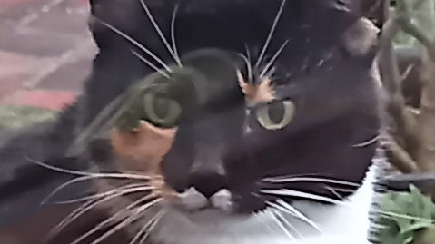 Neues Zuhause – Katzendame Sandy grüßt