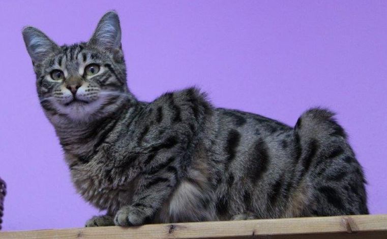 Katzenwiesenkatze Tamara