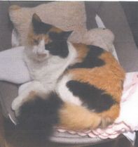 Vermisst – Katze Emmi aus 31135 Hildesheim