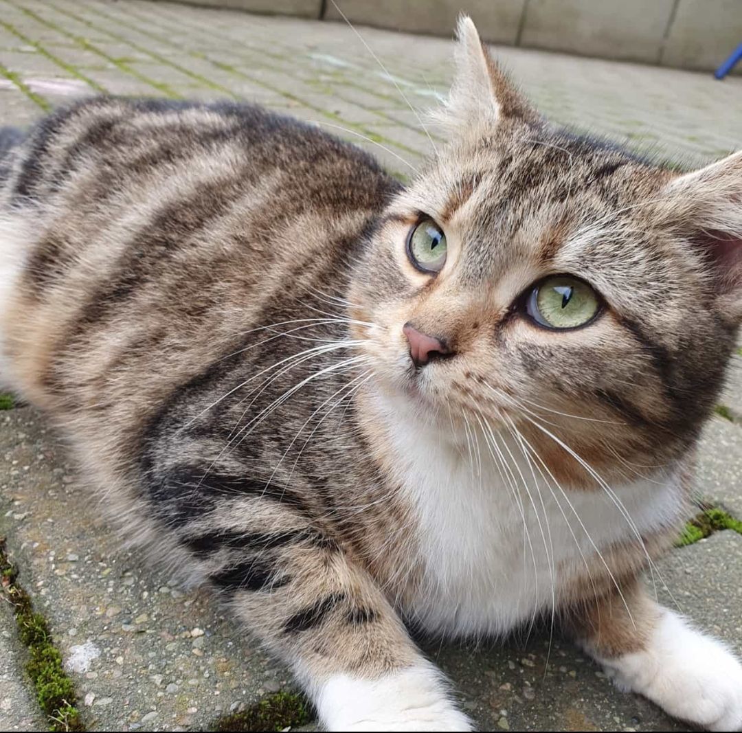 Zugelaufen – Katze in 31139 Hildesheim