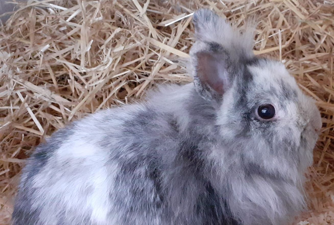 Kaninchen Angelique, Evangeline und Dino