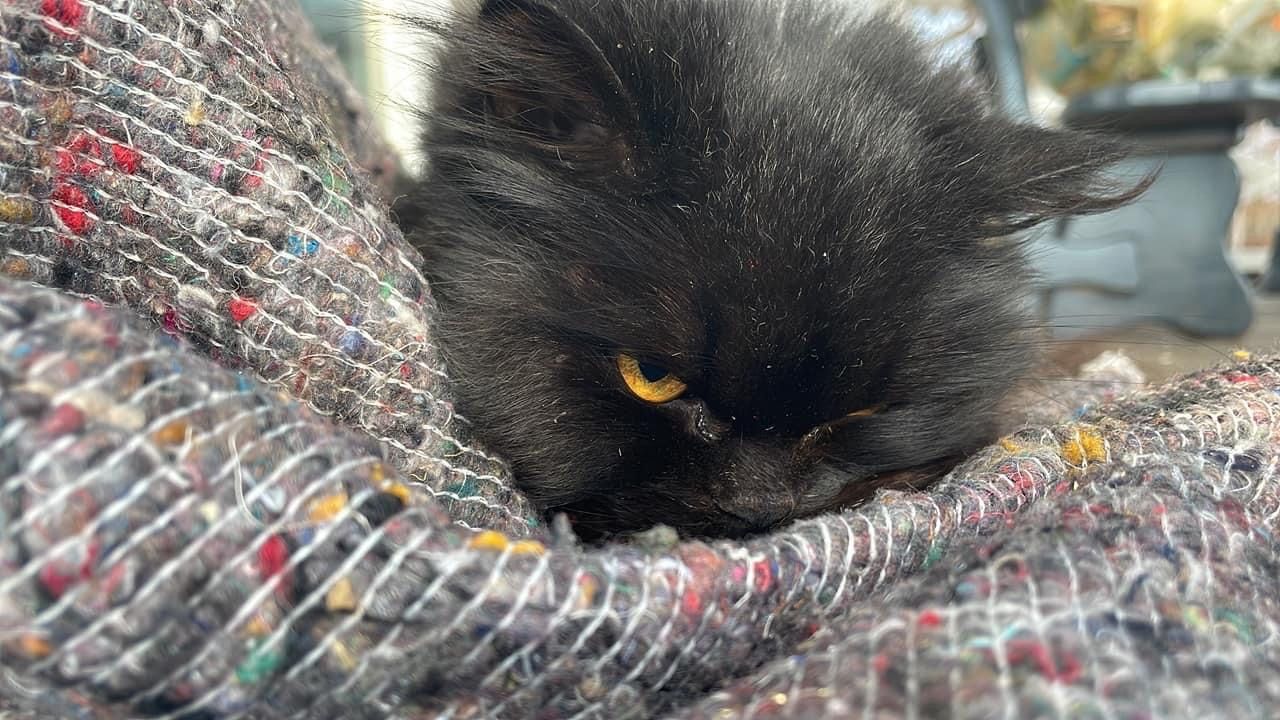 Zugelaufen – schwarze Katze in Bockenem