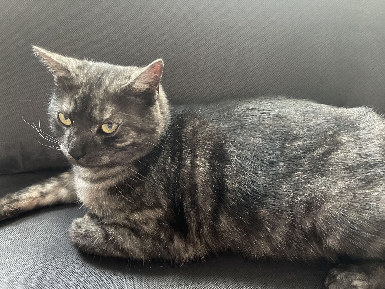 Vermisst – Katze Cesar aus Hildesheim