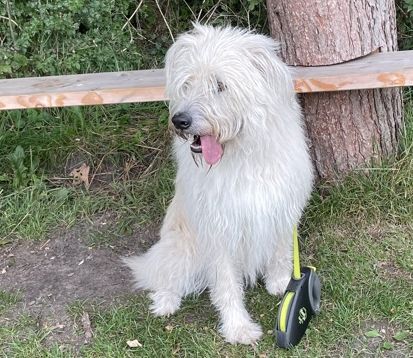 Hundegassigänger gesucht Privatvermittlung