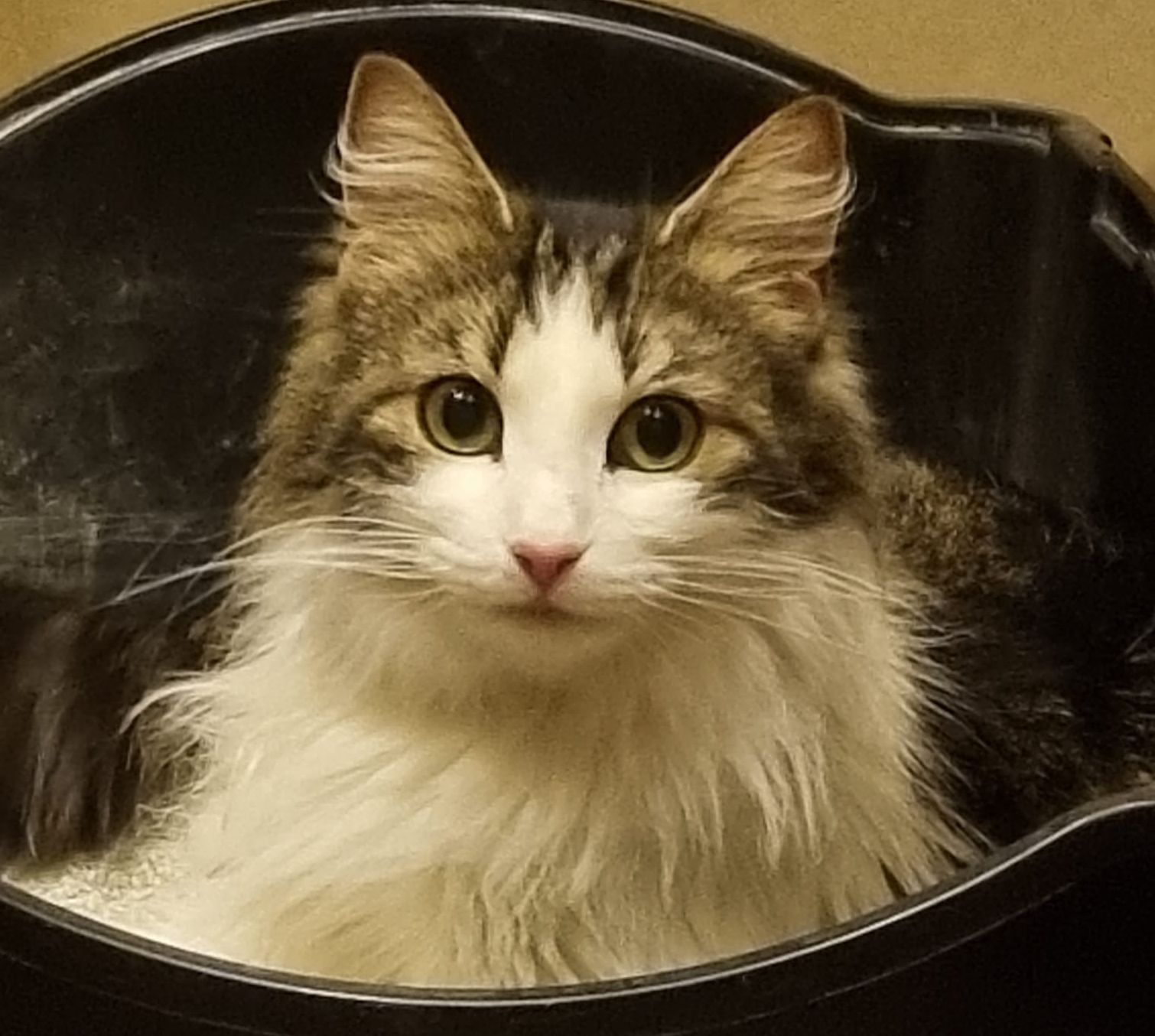 Zugelaufen – Katze in Königs-Wusterhausen Brandenburg