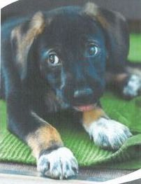 Stoppt den illegalen Welpenhandel